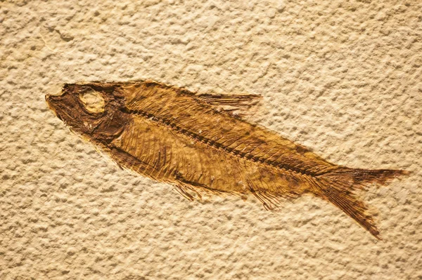 Fossil of fish similar to present — Stock Photo, Image