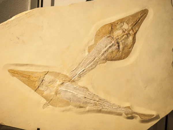 Rhynobatos 两条鱼的化石 — 图库照片