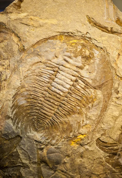Fossili di un crostaceo trilobato — Foto Stock