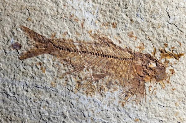 Close up Fossil fish — Stock Photo, Image