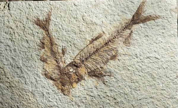 Chiudi Pesci fossili — Foto Stock