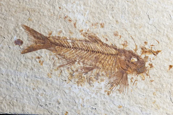 Close up Fossil fish Royalty Free Stock Photos