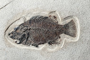 Close up Fossil fish  clipart