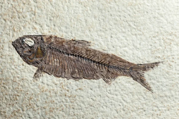 Close up Fossil fish — Stock Photo, Image