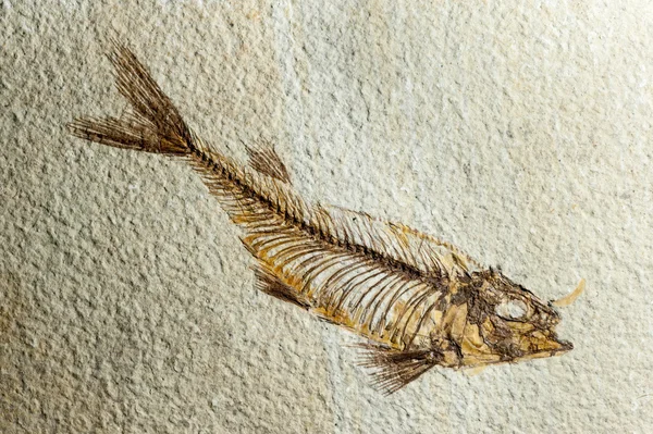 Közelről fosszilis hal — Stock Fotó