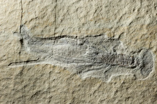 Close up Fossil lobster — Stock Photo, Image