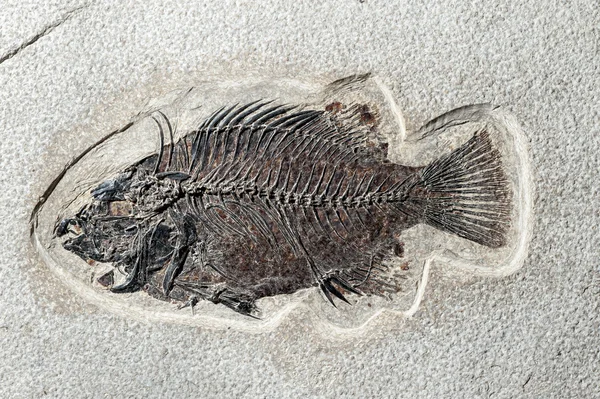 Close up Fossil fish — Stock Photo, Image