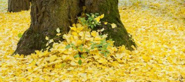 Ginkgo biloba leaves in autumn clipart