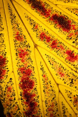 Parrotia persica ağaç Farsça yaygın olarak adlandırılan sonbaharda yaprak 