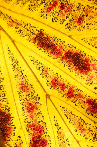 Parrotia persica strom listy na podzim, běžně nazývaný perské — Stock fotografie