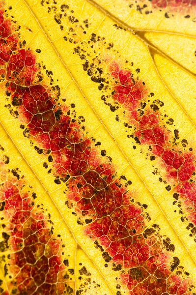 Parrotia persica Blätter im Herbst, allgemein als persisch bezeichnet — Stockfoto