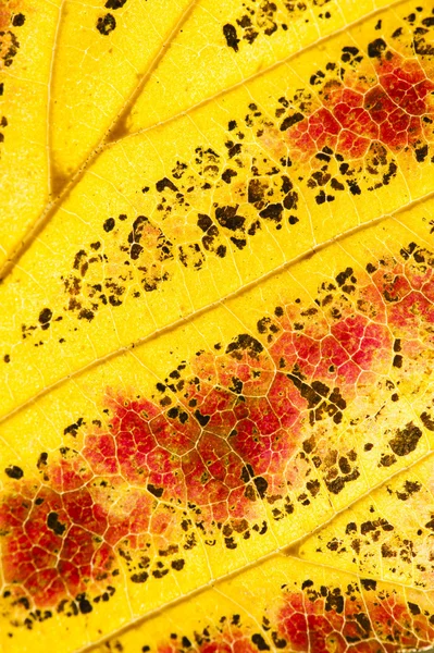 Parrotia persica folhas de árvores no outono, comumente chamado de persa — Fotografia de Stock