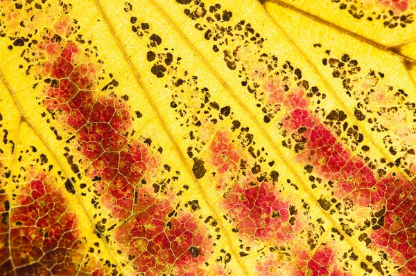 Parrotia persica hojas de árbol en otoño, comúnmente llamado persa — Foto de Stock