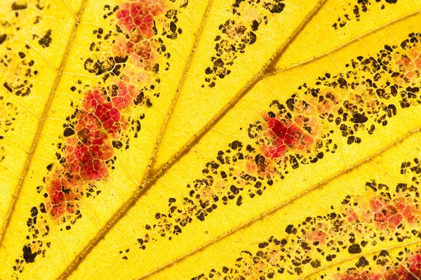 Parrotia persica ağaç Farsça yaygın olarak adlandırılan sonbaharda yaprak — Stok fotoğraf