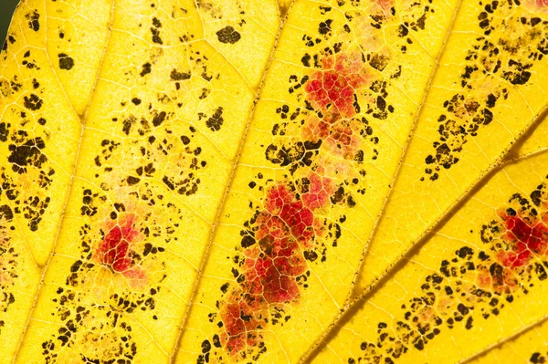 Parrotia persica folhas de árvores no outono, comumente chamado de persa — Fotografia de Stock