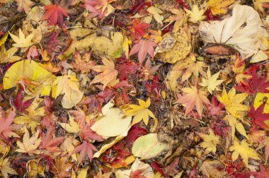 Sonbaharda akçaağaç ağaç yaprak