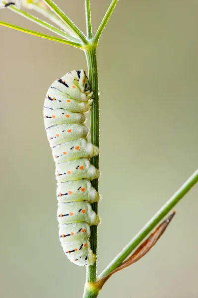Rups van gemeenschappelijke gele Papilionidae vlinder — Stockfoto