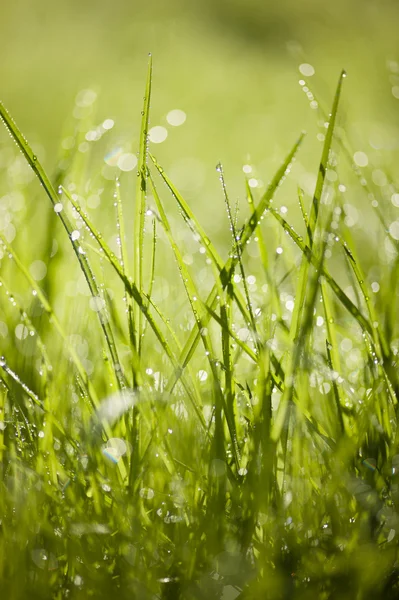 Erba verde con gocce di rugiada — Foto Stock