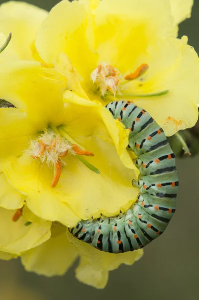 Rups van gemeenschappelijke gele Papilionidae vlinder — Stockfoto