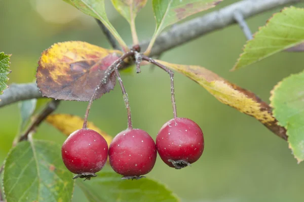 Red berries of ornamental bush — Stock Photo, Image