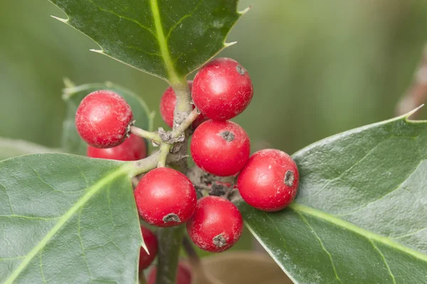 Red berries of ornamental bush