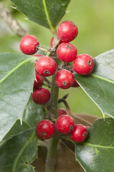 Bagas vermelhas de arbusto ornamental — Fotografia de Stock
