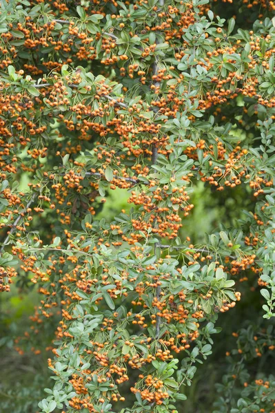 Orange bär av prydnadsväxter bush — Stockfoto
