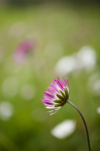 Fleur de marguerite simple — Photo