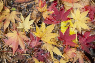 Sonbaharda akçaağaç ağaç yaprak