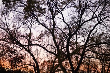 겨울 나무 실루엣