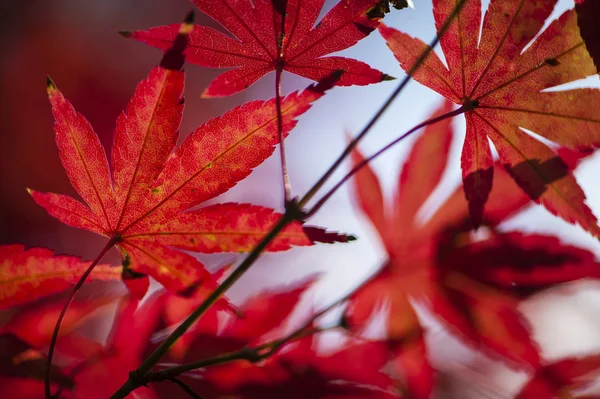 Folhas de árvore de bordo no outono — Fotografia de Stock