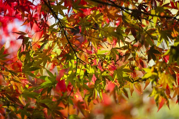 Maple tree leaves in autumn — Stock Photo, Image