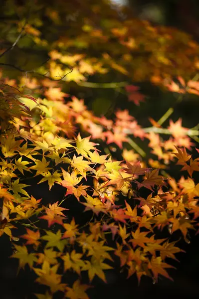 Maple tree leaves in autumn — Stock Photo, Image