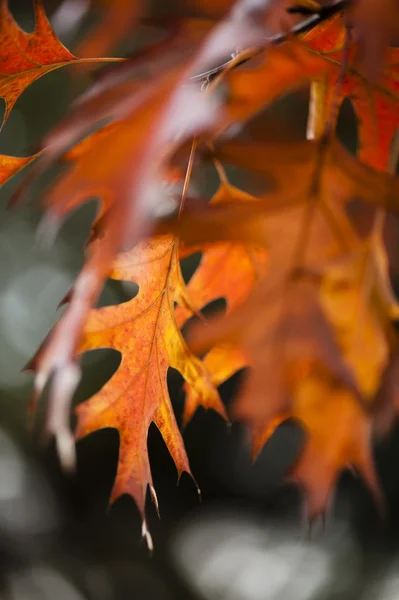 Detail van eikenbladeren in de herfst — Stockfoto