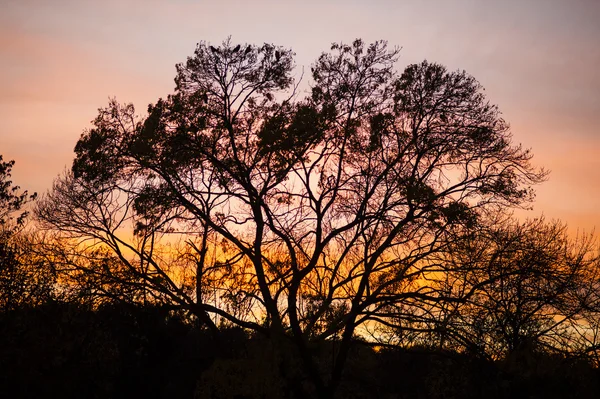 Silhouette der Winterbäume — Stockfoto