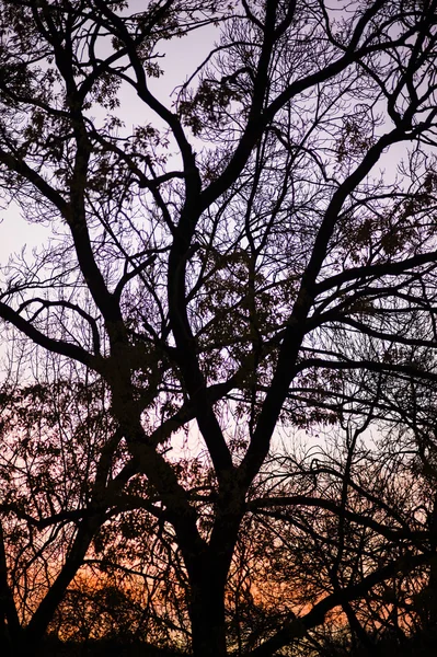 Silhouette der Winterbäume — Stockfoto