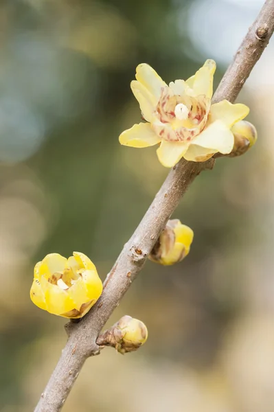Kwiaty Chimonanthus, wintersweet, — Zdjęcie stockowe