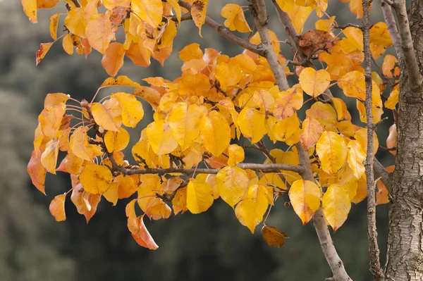 Fa ága, a sárga és narancssárga levelek — Stock Fotó