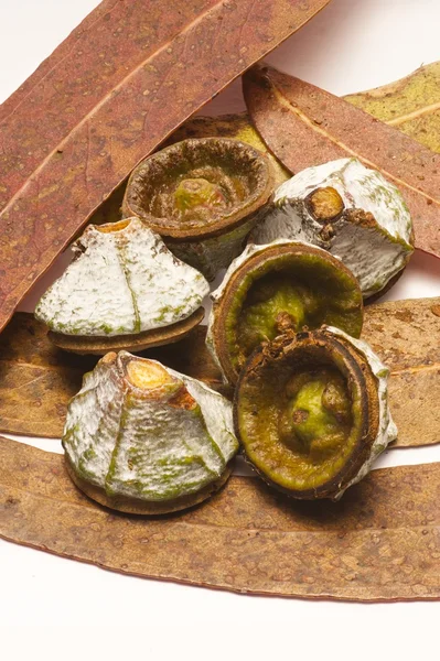 Eucalyptus seed pods with leaves — Stock Photo, Image