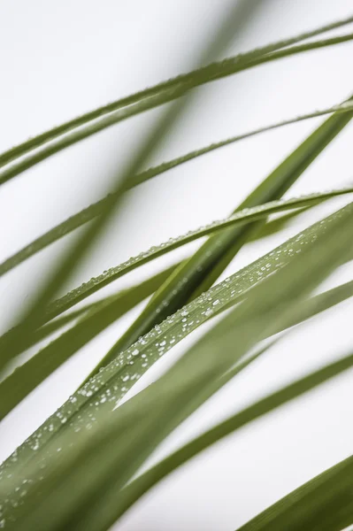 Капли росы на зеленой траве — стоковое фото