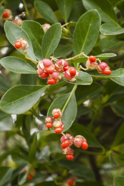 Kırmızı ve turuncu sonbahar çilek süs Bush 