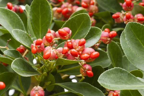 Red and orange autumnal berries on ornamental bush — Stock Photo, Image