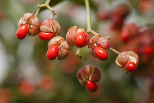 Bayas otoñales rojas y anaranjadas sobre arbusto ornamental — Foto de Stock