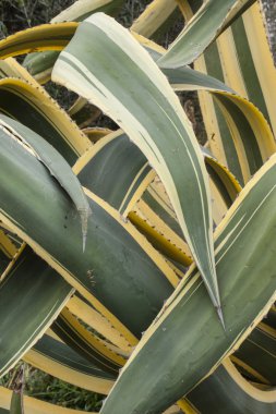 Agave americana marginata araya eklenmiş yaprakların yakın çekim.