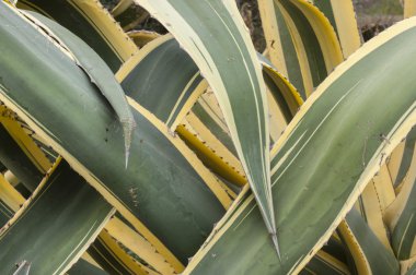 Agave americana marginata araya eklenmiş yaprakların yakın çekim.