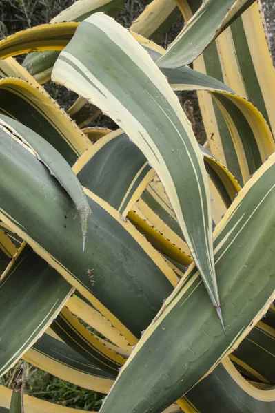 Close up of interleaved leaves of  agave americana marginata. — Stock Photo, Image