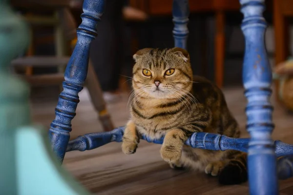 Nahaufnahme Kleine Katze Auf Dem Boden Tiercafé — Stockfoto