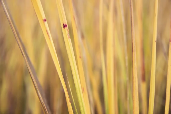 Grama de close-up — Fotografia de Stock