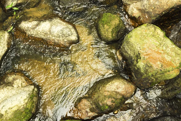 Floden grön mossa — Stockfoto