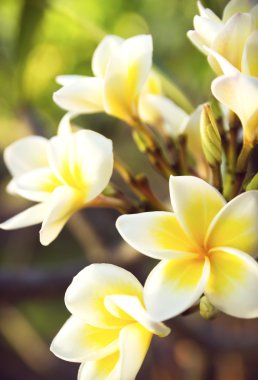 Beyaz plumeria